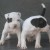 American pocket bully Filhotes no Brasil